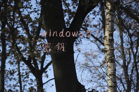 windows8 1密钥