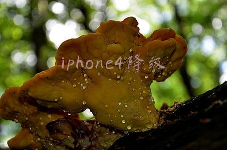 iphone4降级
