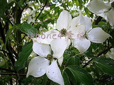 iphone4降级