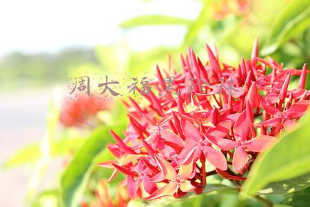周大福黑珍珠都是大溪地的吗(国人买金史：华尔街大妈之后，年轻人开始在直播间里囤金)