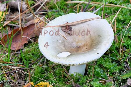 ipodtouch4参数(我眼中「十年最佳」的 Apple 产品：iPod touch)