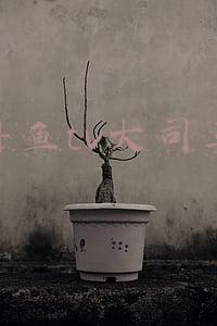 斗鱼 大司马(LOL：大司马“6元风波”发酵，得知来龙去脉后：错怪他了)