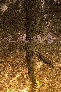 电视销售广告骗局(电视购物到直播骗局，容易被骗的为什么总是父母？)