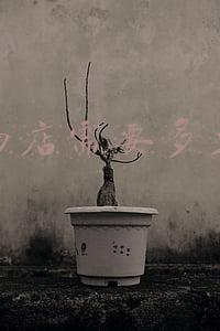 开宠物店的利润分析？-开宠物店一年能赚多少
