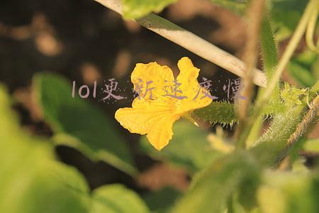 英雄联盟更新特别慢(天堂W更新慢/更新下载慢/更新下载不了解决办法)