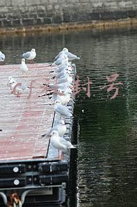 cf被封号