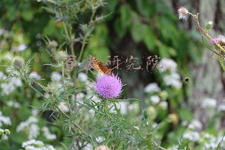 百度研究院