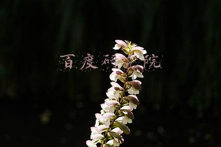 百度研究院