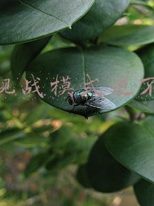 lol观战模式进不去