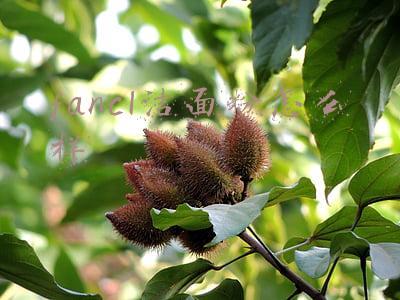 fancl洁面粉怎么样