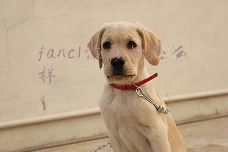 fancl洁面粉怎么样