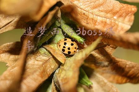 造梦西游3boss血量排名(造梦西游3悟空解析玩法技能搭配)