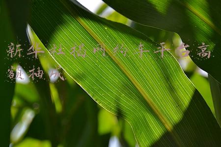 新华社揭网约车平台高额抽成