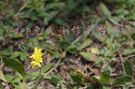 平台app制作哪家好(剔除K9业务后，新东方、好未来、高途和网易有道财务表现如何？)