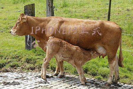 IPHONE13正式公布