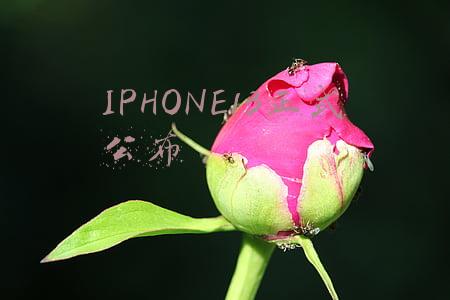 IPHONE13正式公布