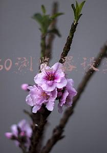 360浏览器设置