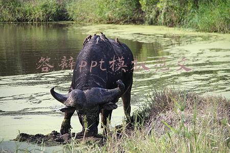 答辩ppt模板范文