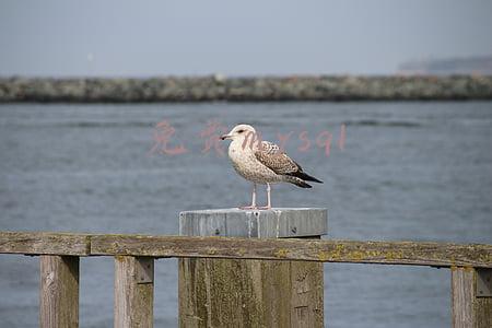 免费mysql图形化管理工具(MySQL常用图形管理工具有哪些？)