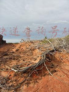 中通快递查询号码查询物流查不到(中通无物流信息的单号要做怎么快速查询)