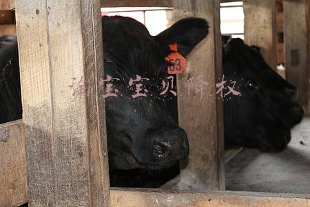 淘宝宝贝降权可以开直通车吗(淘宝直通车为什么不能开？怎么解决？)