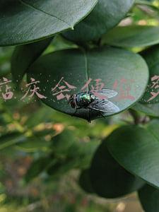京东店庆会便宜多少钱