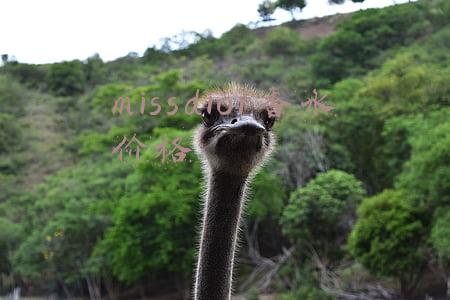 missdior香水真假鉴别(迪奥花漾淡香氛真假辨别)