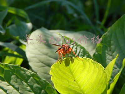 苹果8plus价格