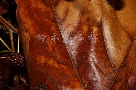 铃木怎么样