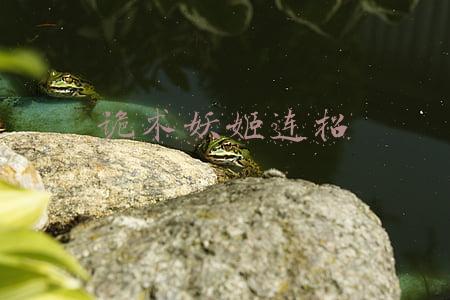 诡术妖姬大招(LOL唯一上线当天被削弱的英雄，强度太超标，一个Q技能秒人)