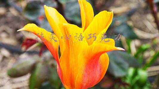 德芙心语巧克力