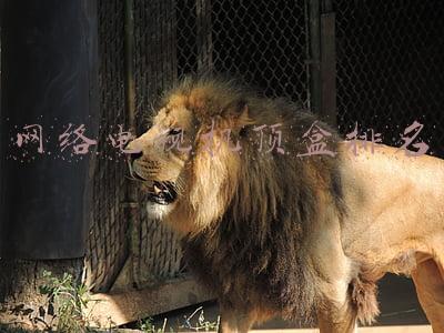 网络电视机顶盒排行(2021年电视盒子排行，这四款电视盒子很好用)