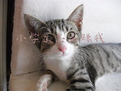 小学生怎么赚钱