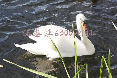 诺基亚6300刷机