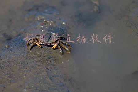 好用的直播软件推荐(全网最新免费直播软件分享！电视（体育）直播、游戏都有欢迎收藏)