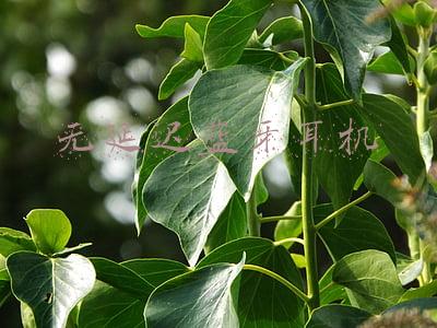 无延迟蓝牙耳机排行榜(低延时无线耳机排行榜，这几款表现太出色，后续优化更方便)