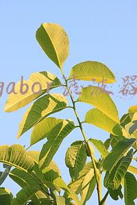 gabor滤波器