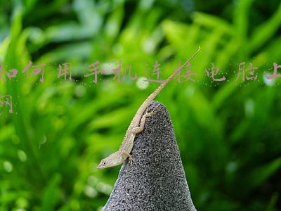 如何用手机连接电脑上网下载(5种方法，教你如何在手机和电脑之间传输文件)
