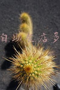 自助餐厅投资多少钱；投资一家自助火锅店需要多少钱？