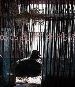 路由器hosts是什么意思(科普：电脑和服务器上的主机地址localhost到底有啥用？)