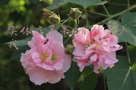 苹果6买多少钱；苹果6现在多少钱