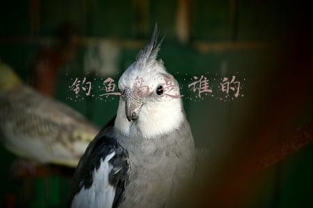 钓鱼岛是谁的