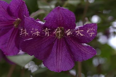 珠海有什么大学
