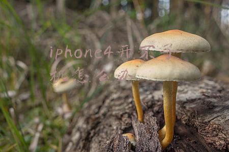iphone4开不了机怎么办