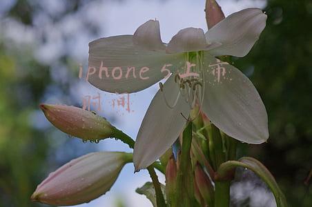 iphone5s什么时候上市(售价2699元起 iQOO Neo5S明日十点正式开售)
