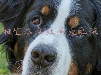 相宜本草红景天乳液里有颗粒是怎么回事(相宜本草红景天系列就有这么多功效！)
