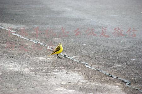 苹果手机怎么恢复微信聊天记录