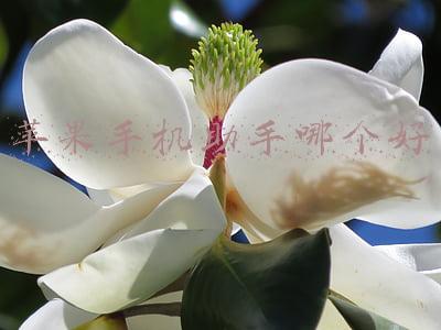 苹果手机助手哪个好