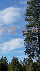 淘宝经验达人挑怎么设置(淘宝快捷短语怎么设置)