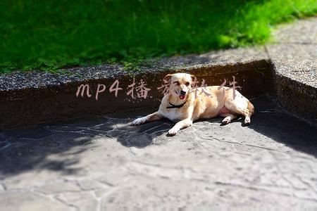 mp4播放软件哪个好(这款视频播放器，老司机都在用，无广告，功能强大，看电影超爽)
